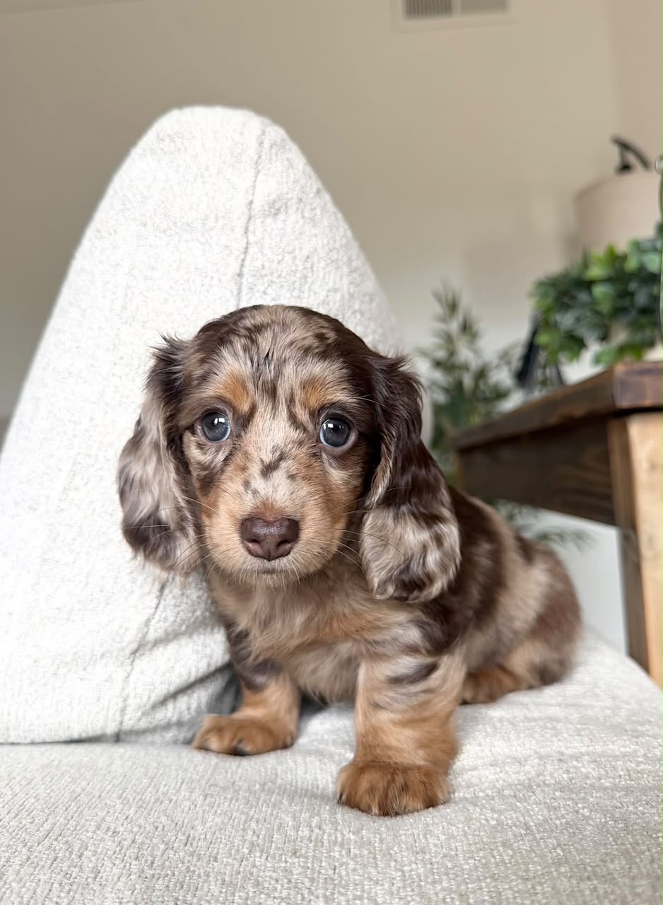 Lulu