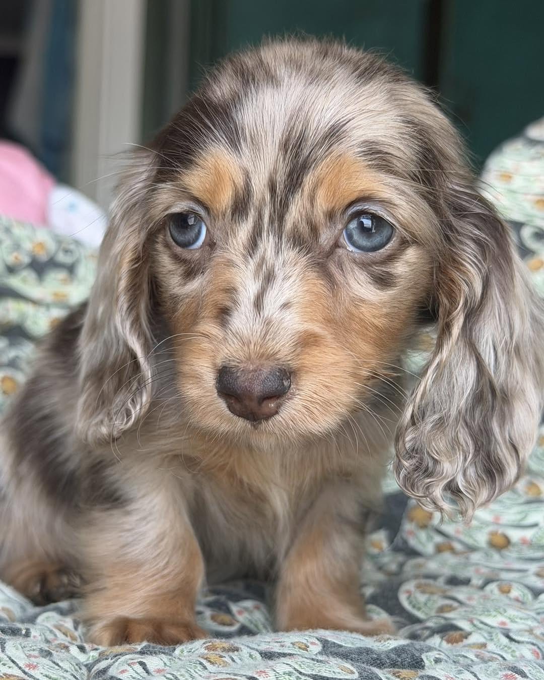 Kira